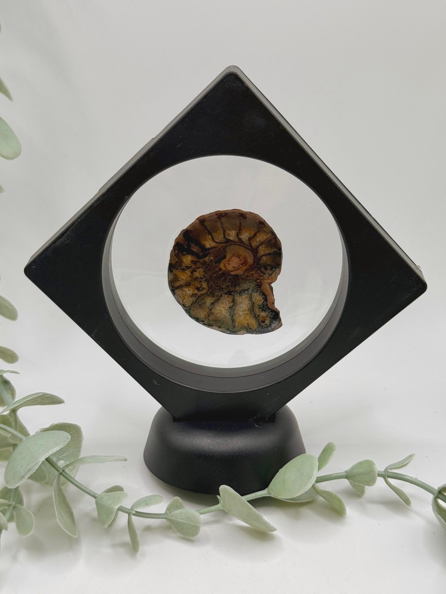 Ammonite - A
