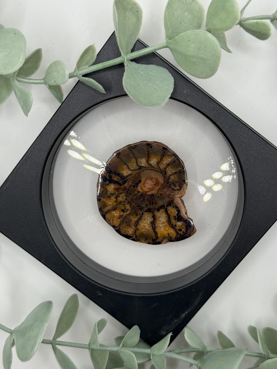 Ammonite - A
