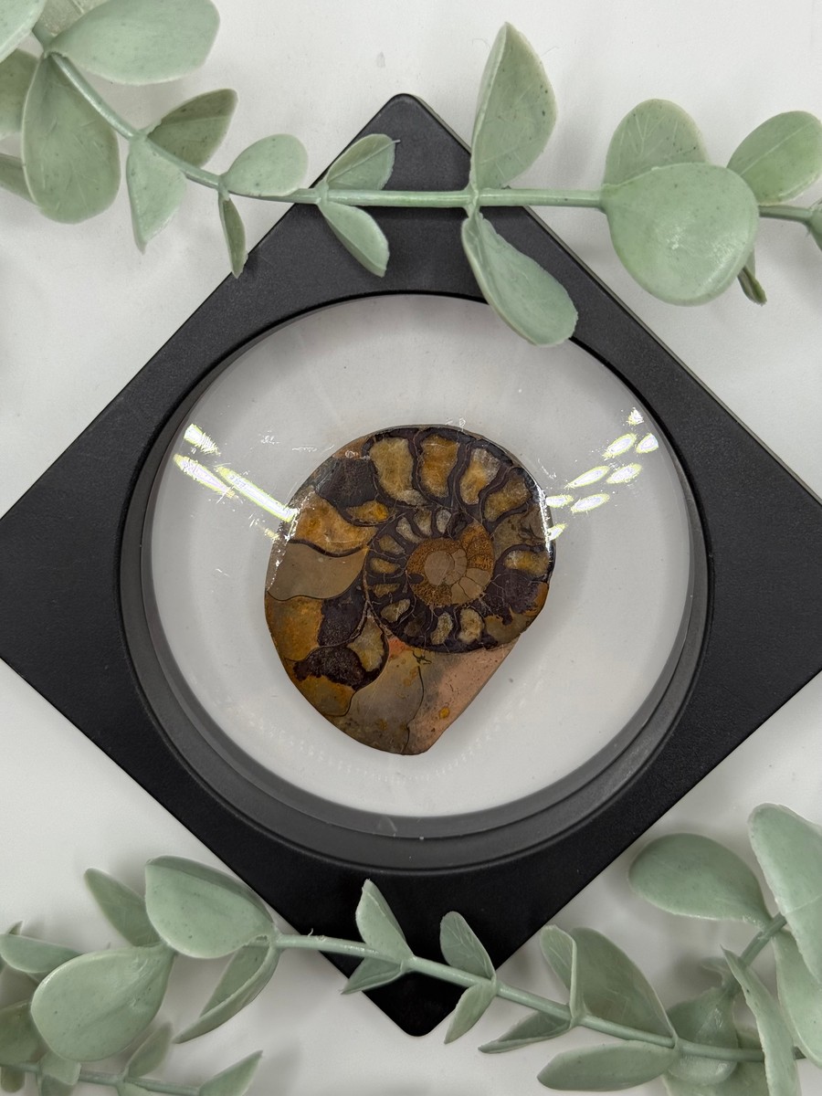 Ammonite - B