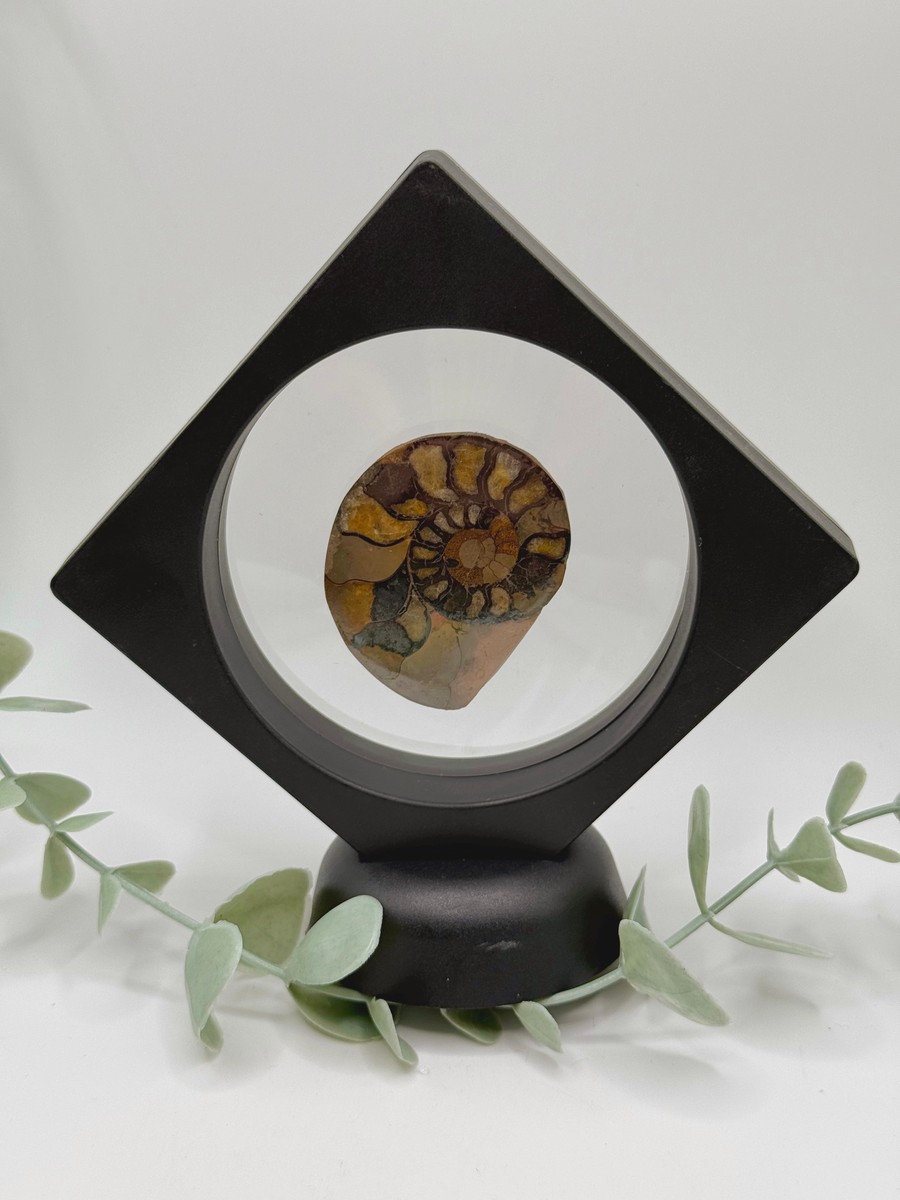 Ammonite - B