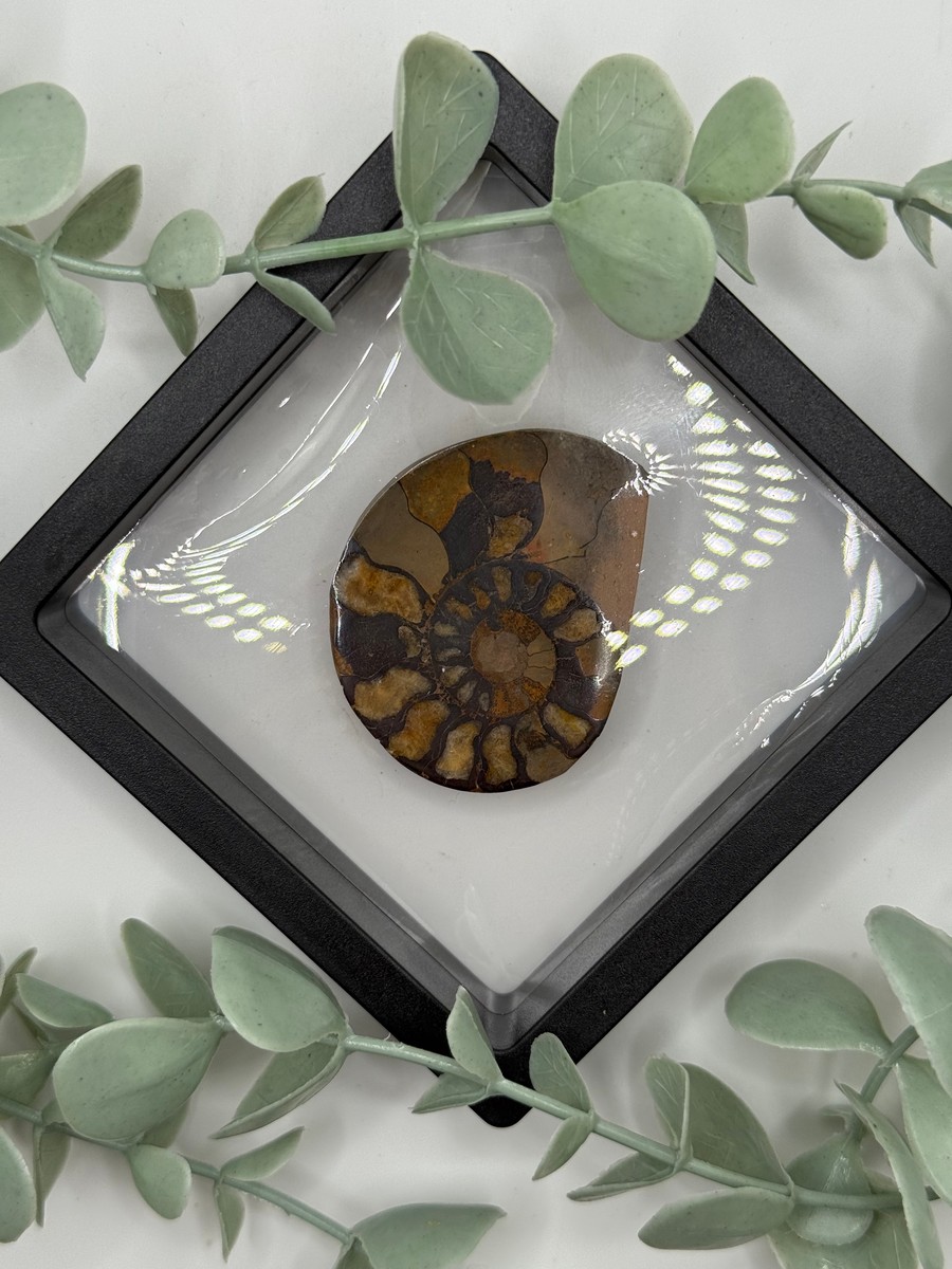 Ammonite - C