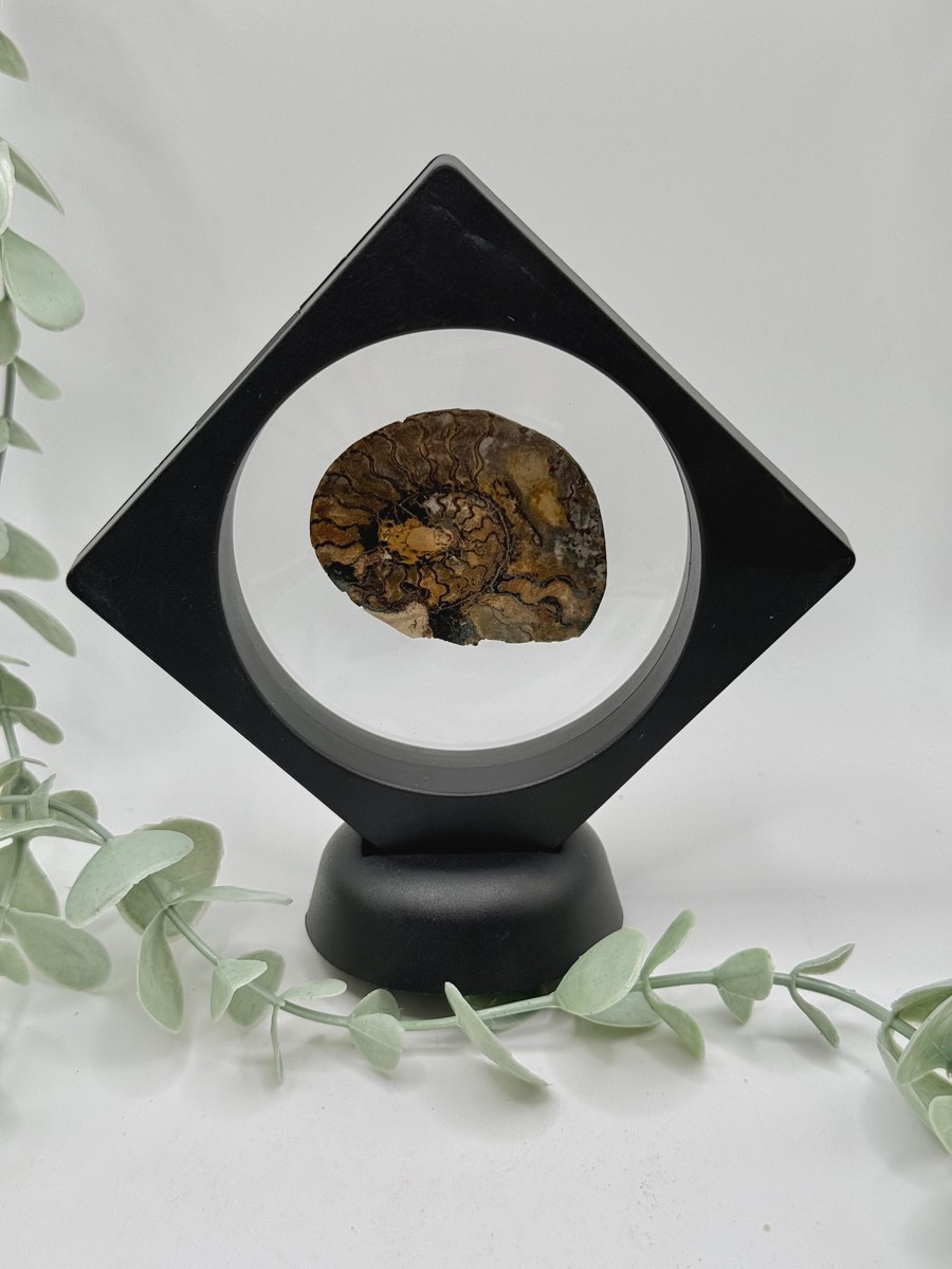 Ammonite - D