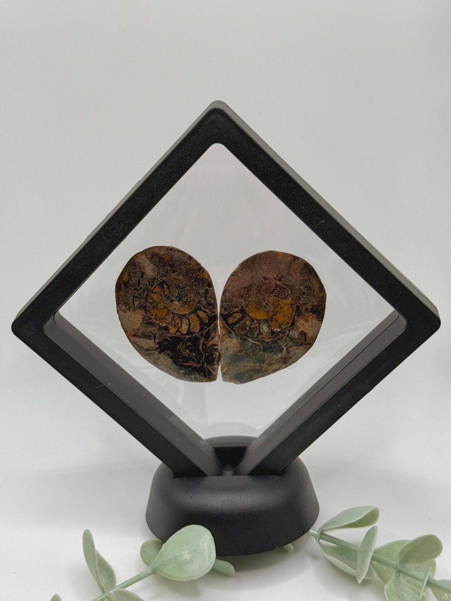 Ammonite Pair - A