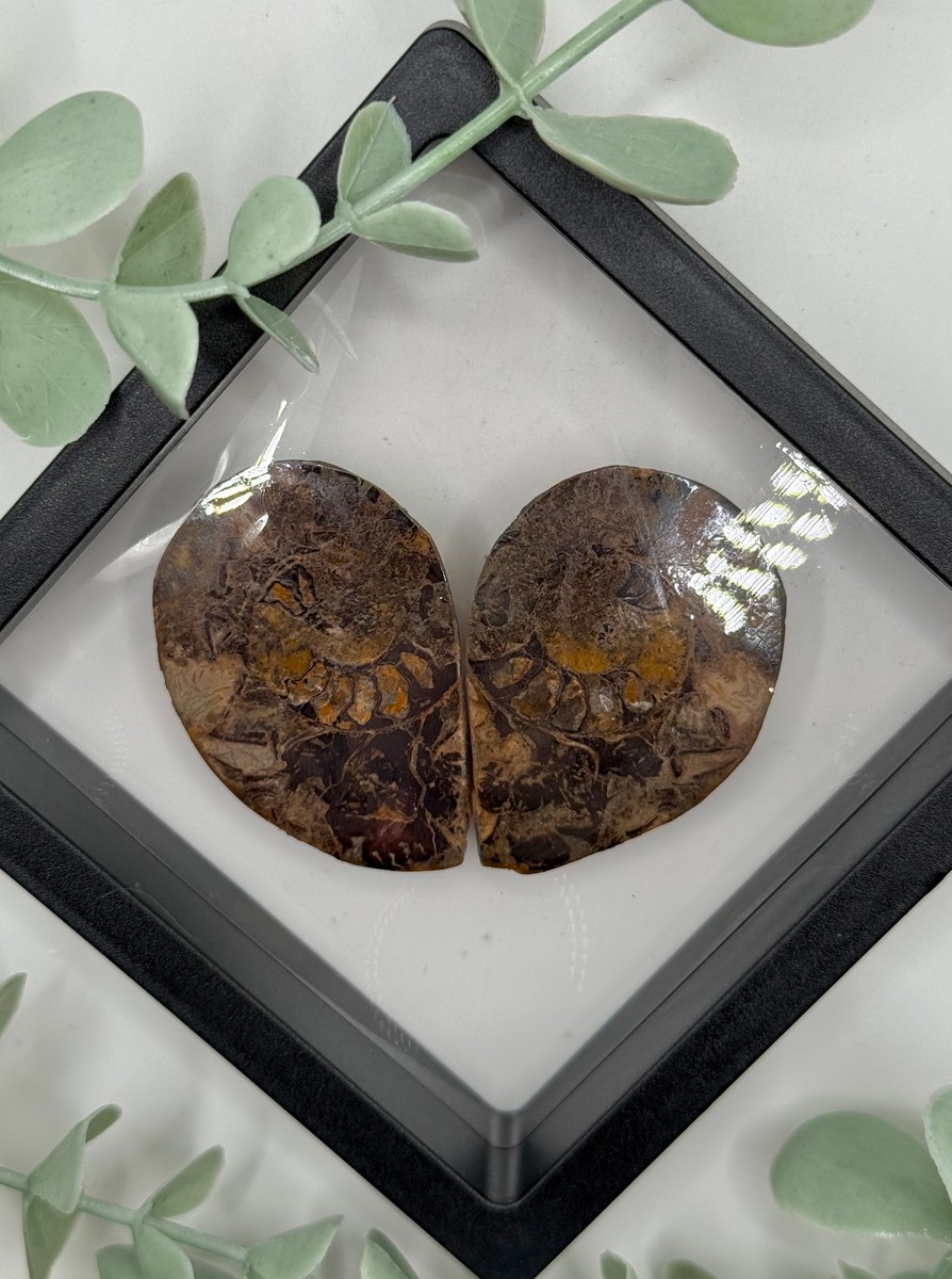 Ammonite Pair - A
