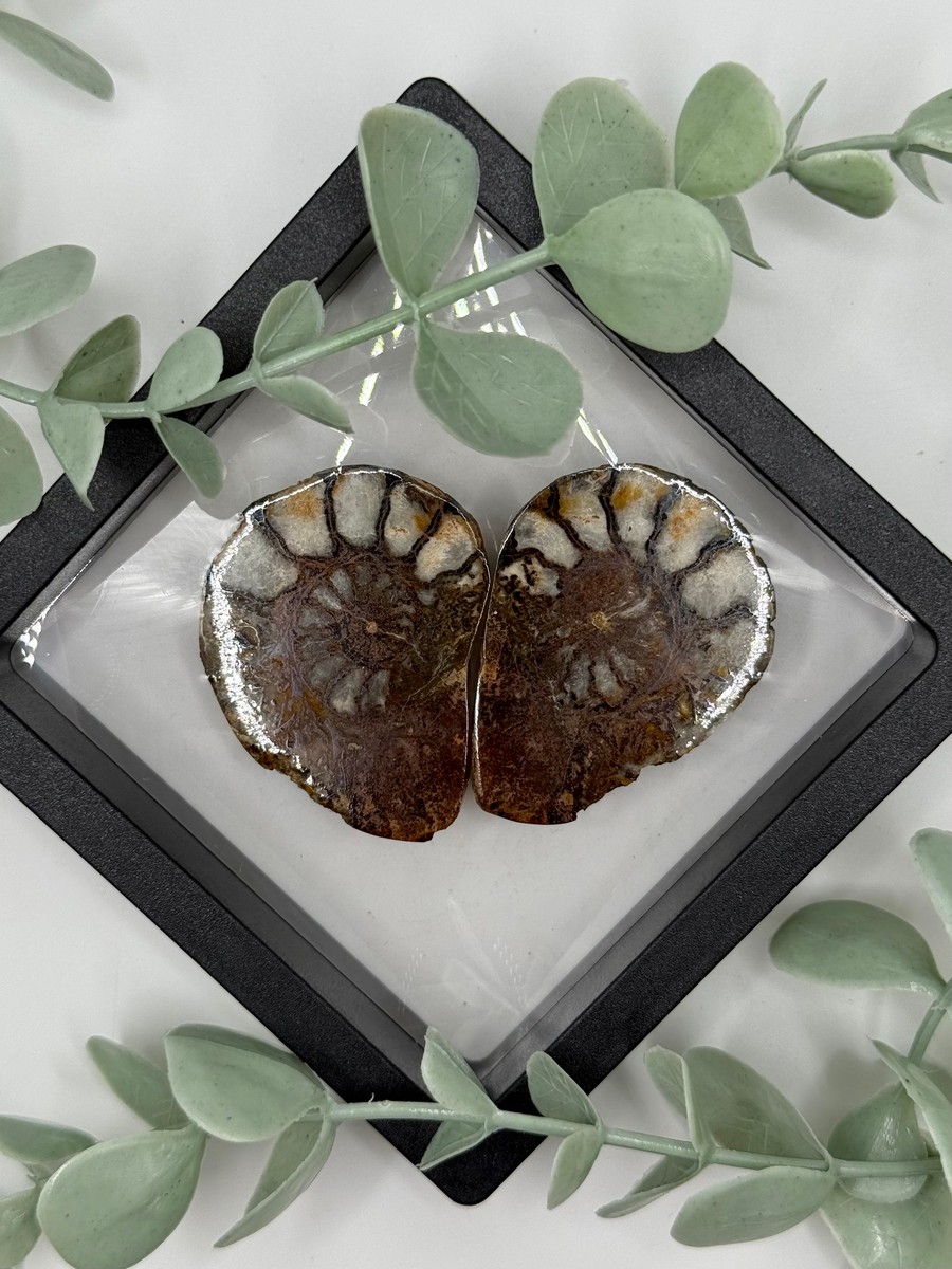 Ammonite Pair - B