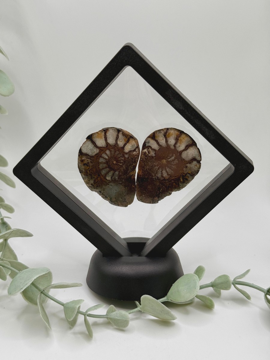Ammonite Pair - B