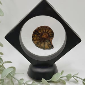 Ammonite - A
