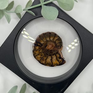 Ammonite - A