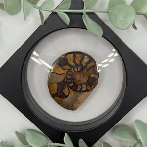 Ammonite - B