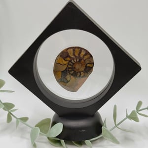 Ammonite - B