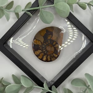Ammonite - C