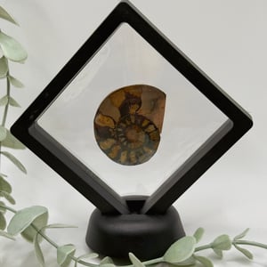 Ammonite - C