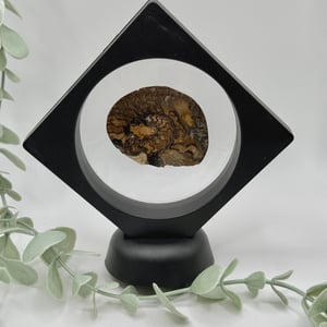 Ammonite - D
