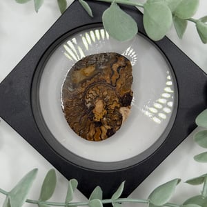 Ammonite - D