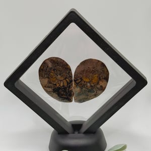 Ammonite Pair - A