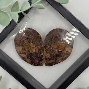 Ammonite Pair - A