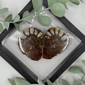 Ammonite Pair - B