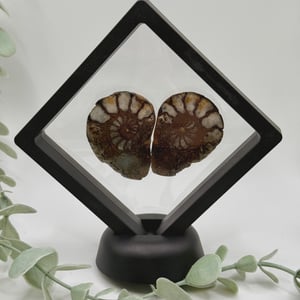 Ammonite Pair - B