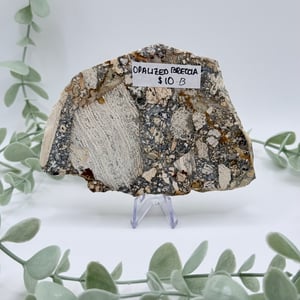 Opalized Breccia Slice - B