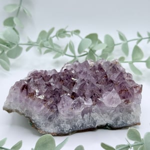 Amethyst Quartz Cluster - Brazil no photo