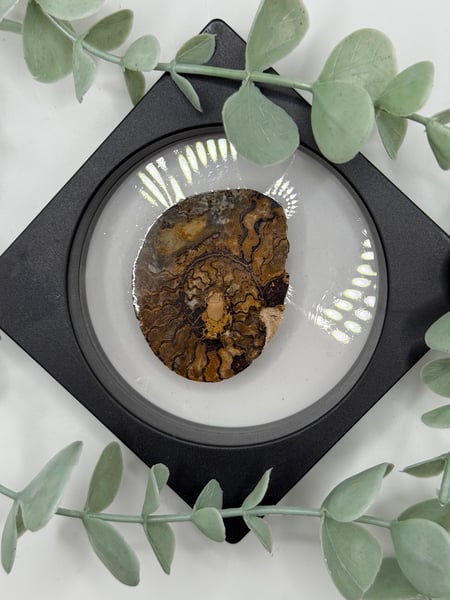 Ammonite - D