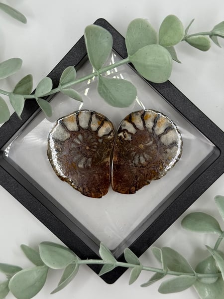 Ammonite Pair - B