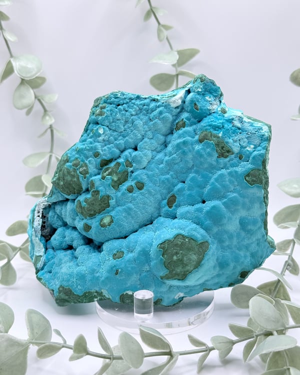 Specimens